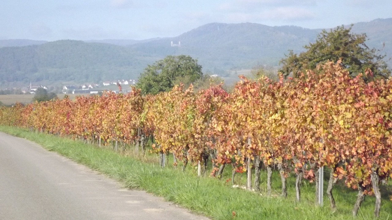 Photo of Others in Zellwiller