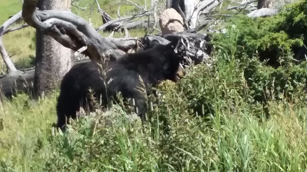 Photo of Others in West Yellowstone
