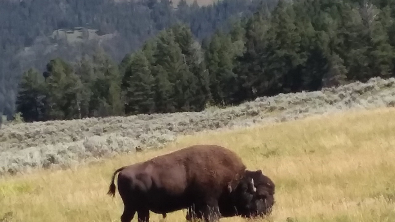 Photo of Others in West Yellowstone
