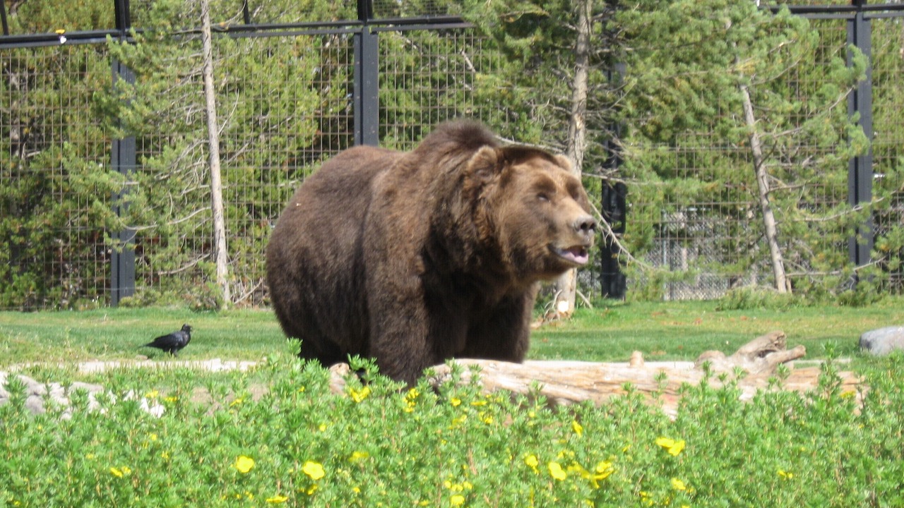 Photo of Others in West Yellowstone