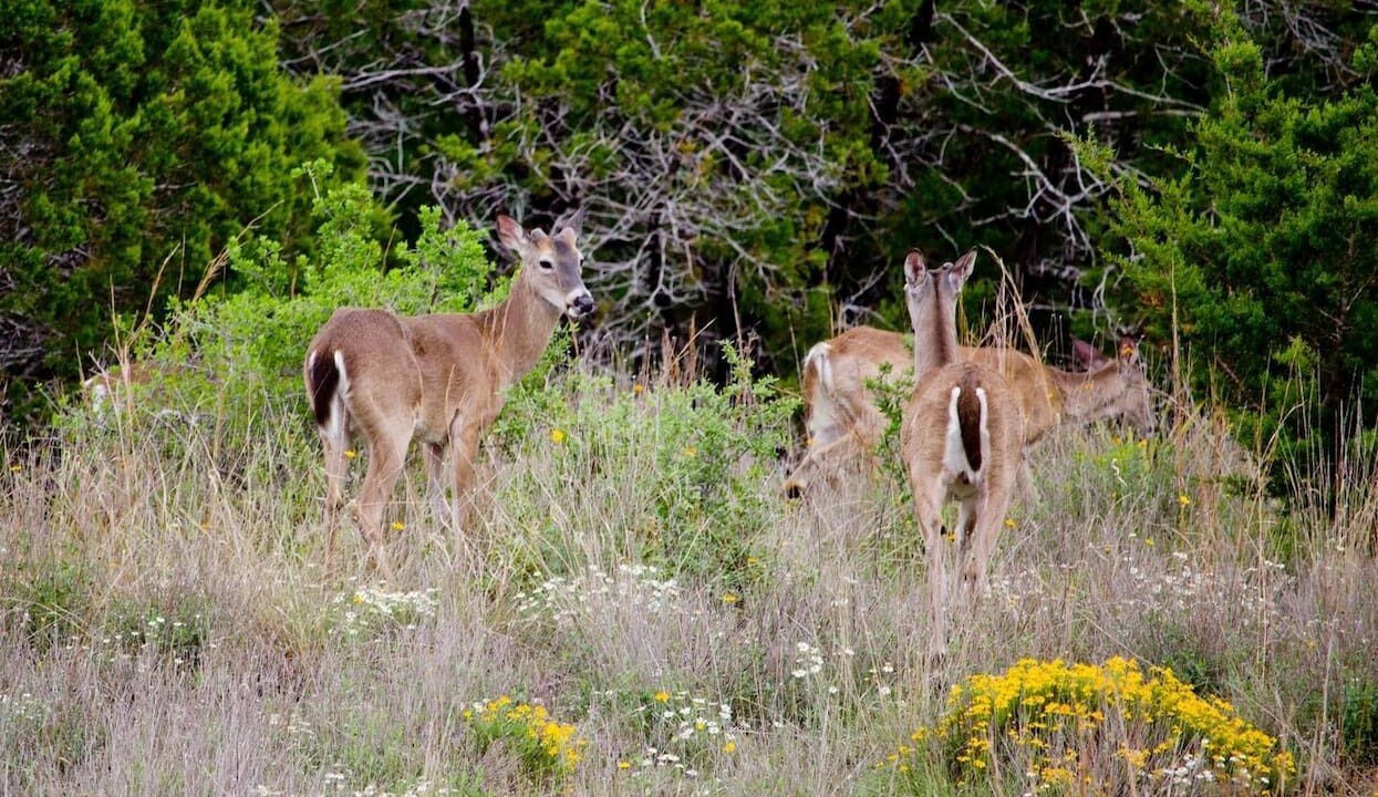 Photo of Others in Spicewood