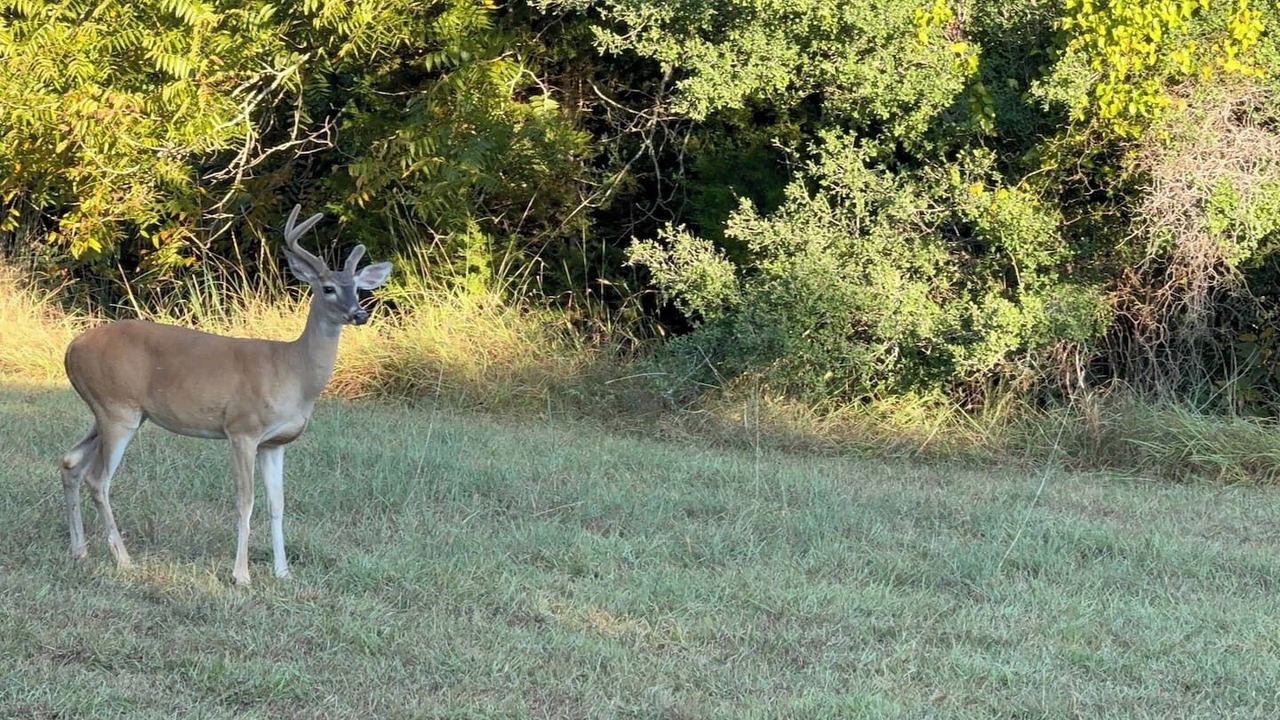 Photo of Others in Spicewood