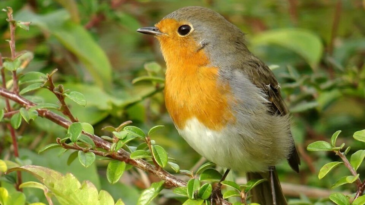 Photo of Others in La Chapelle-Aubareil