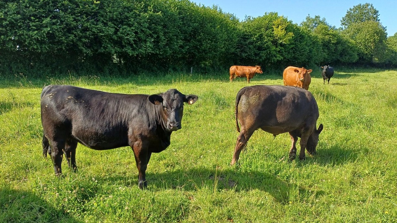 Photo of Others in Hauteville-la-Guichard