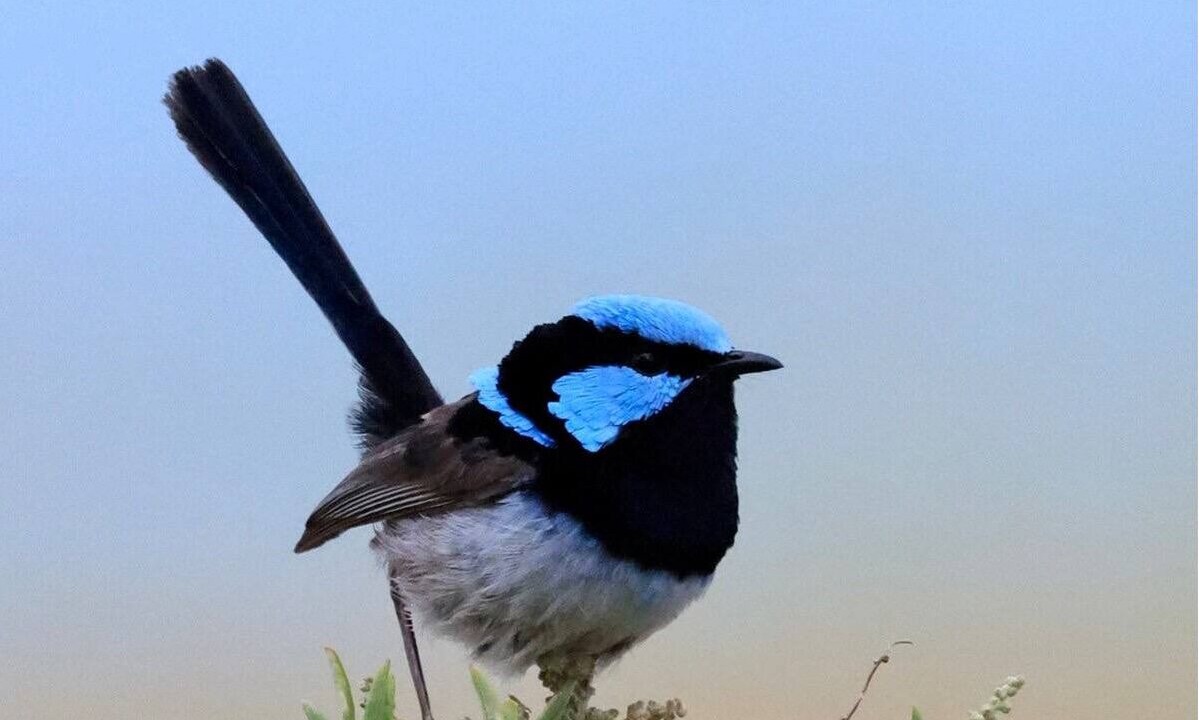 Photo of Others in Penneshaw