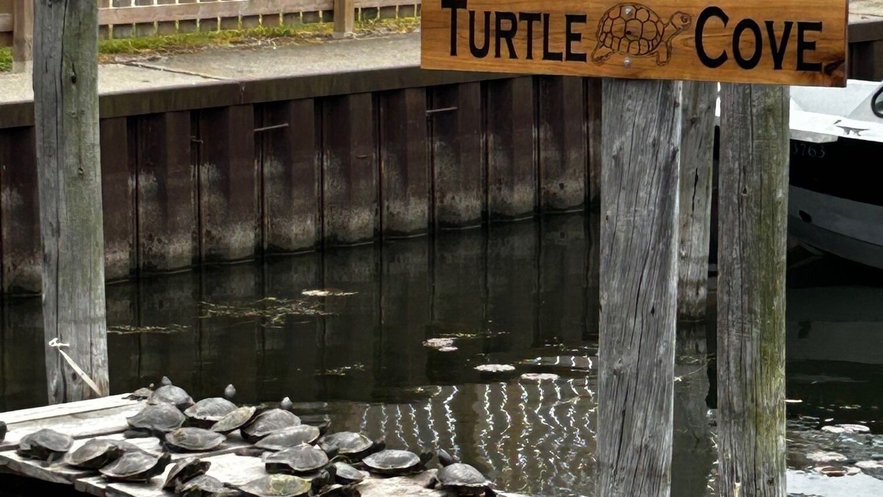 Photo of Others in Harwich