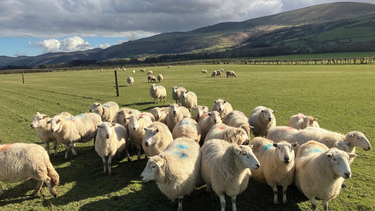 Photo of Others in Bangor