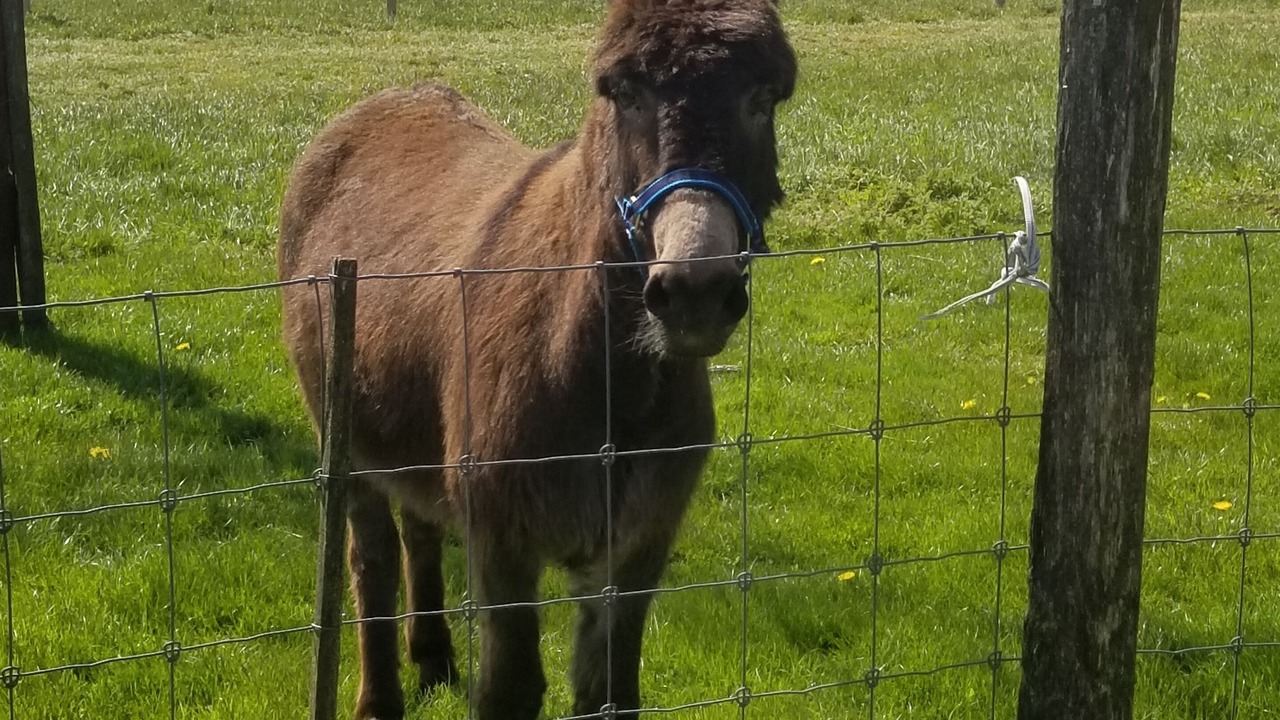 Photo of Others in Lacres