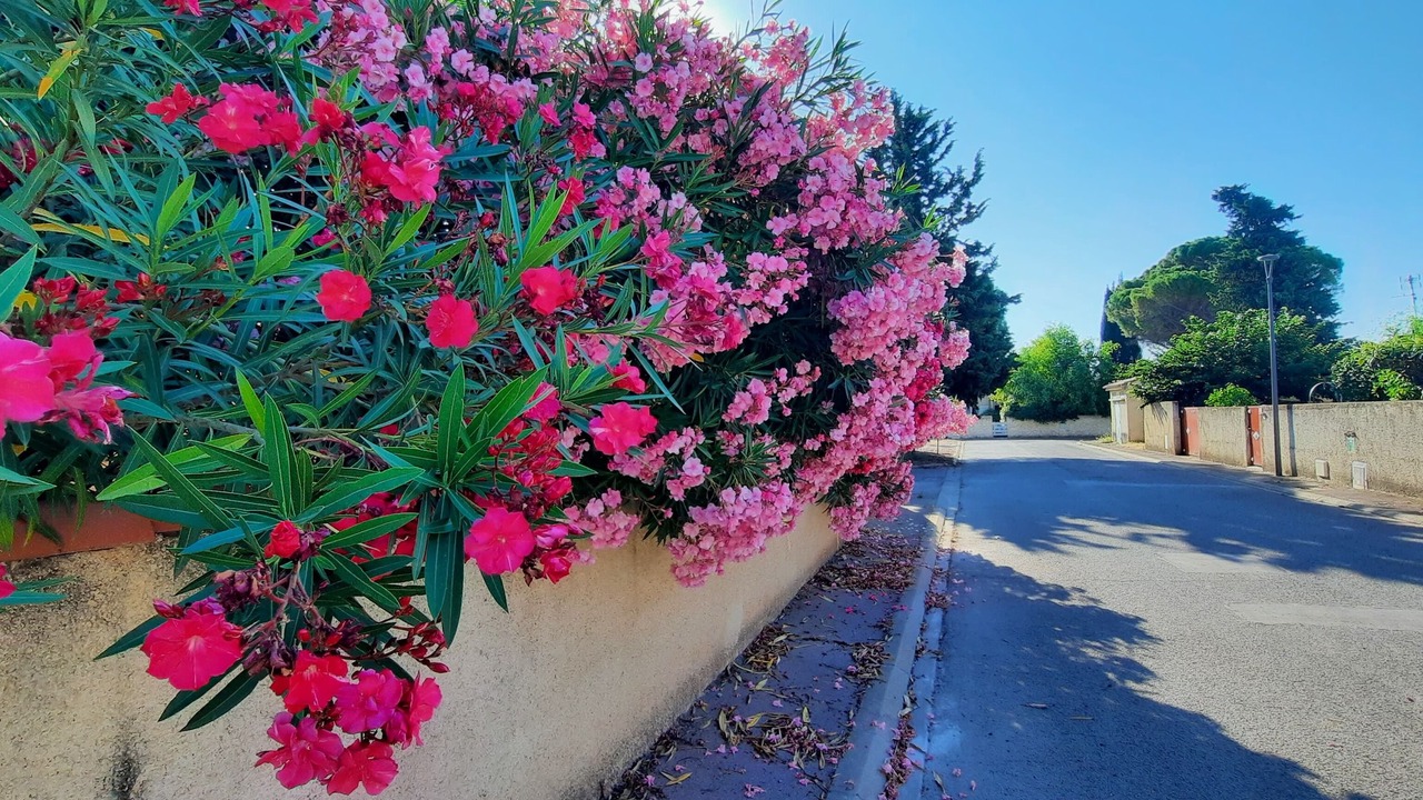Photo of Outdoor in Cournonterral