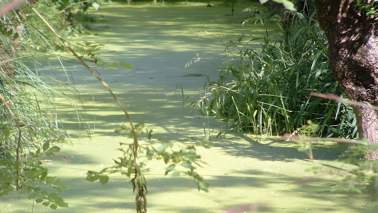 Photo of Others in Saint-Martin-de-Fraigneau