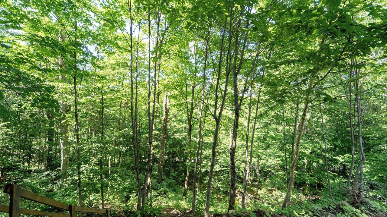 Photo of Others in St-Adolphe-d'Howard