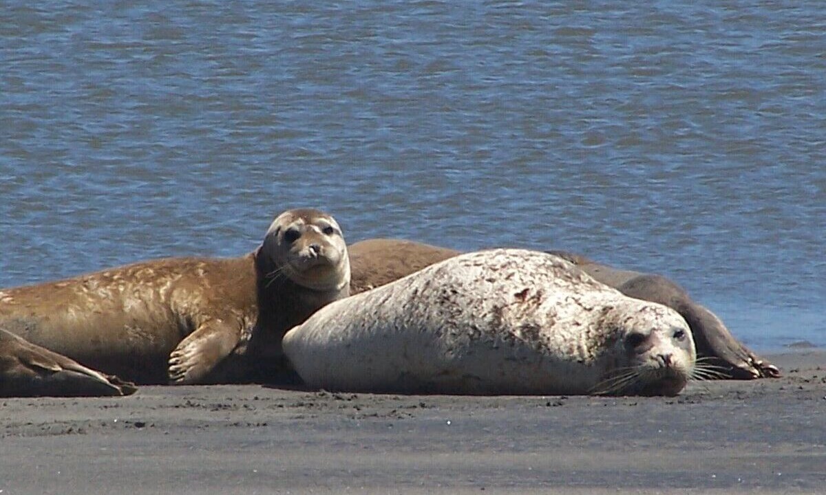 Photo of Others in Pajaro Dunes