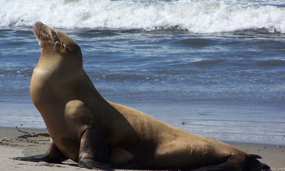 Photo of Others in Pajaro Dunes