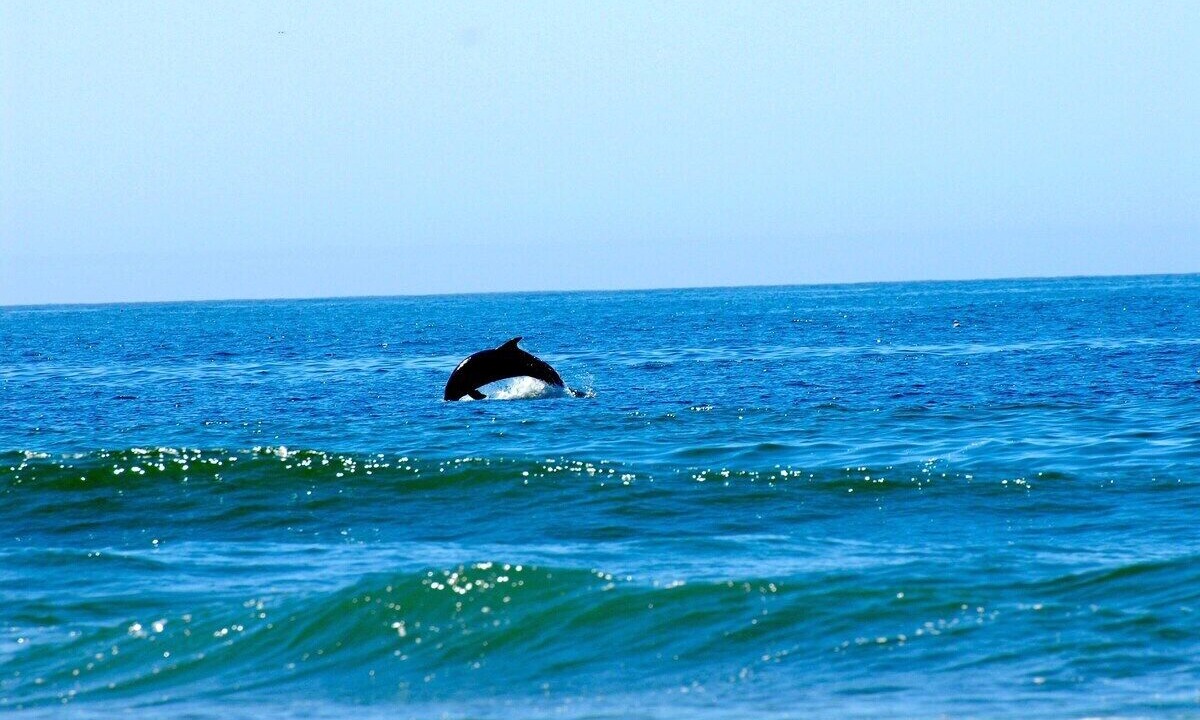 Photo of Others in Pajaro Dunes