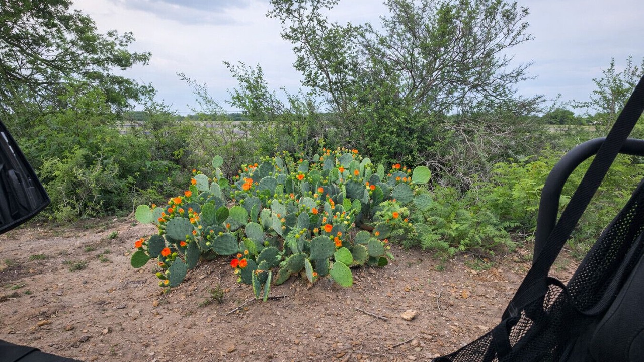 Photo of Others in Hondo