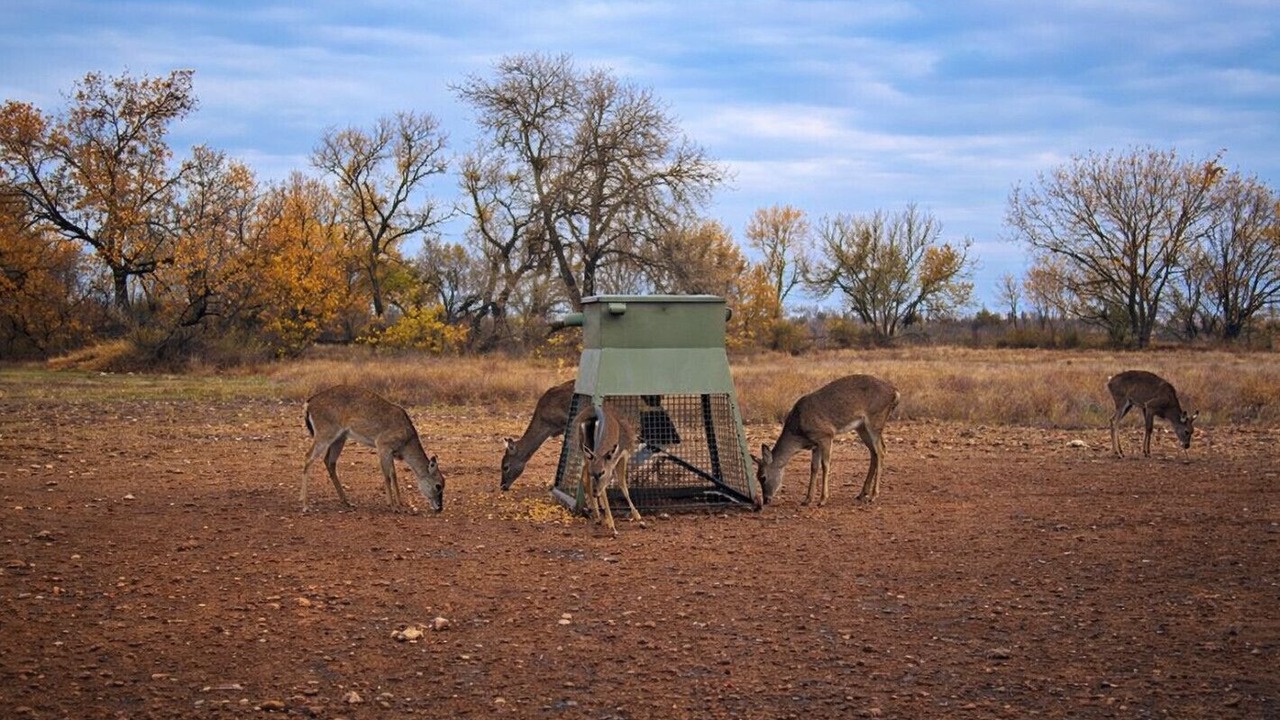 Photo of Others in Hondo