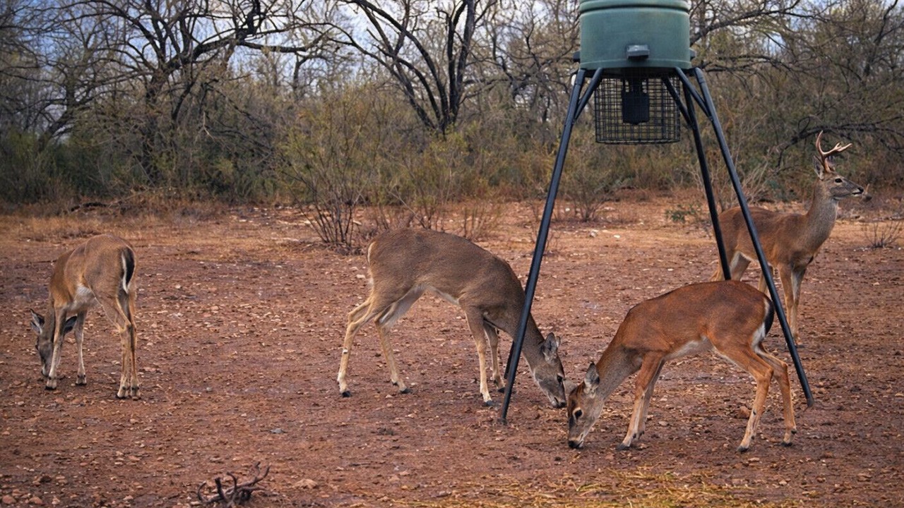 Photo of Others in Hondo