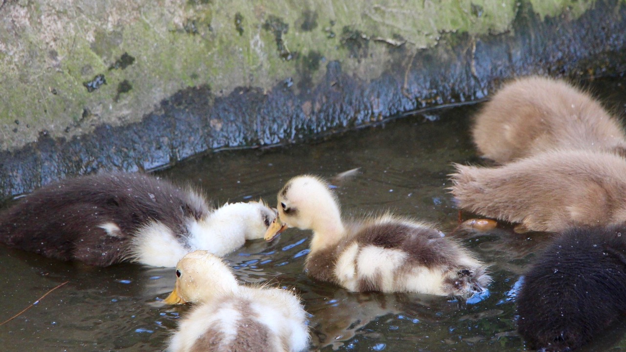 Photo of Others in Les Champs-Geraux