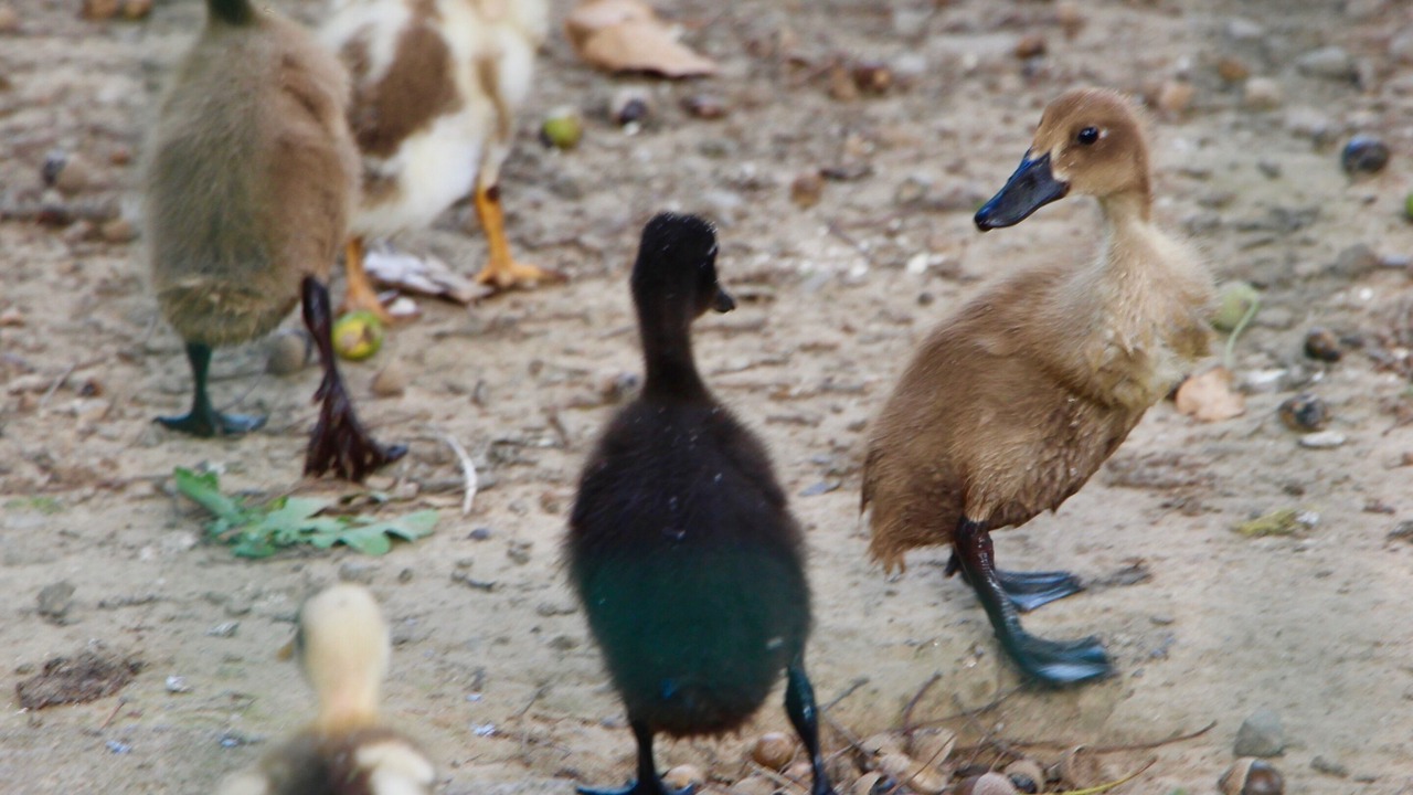 Photo of Others in Les Champs-Geraux