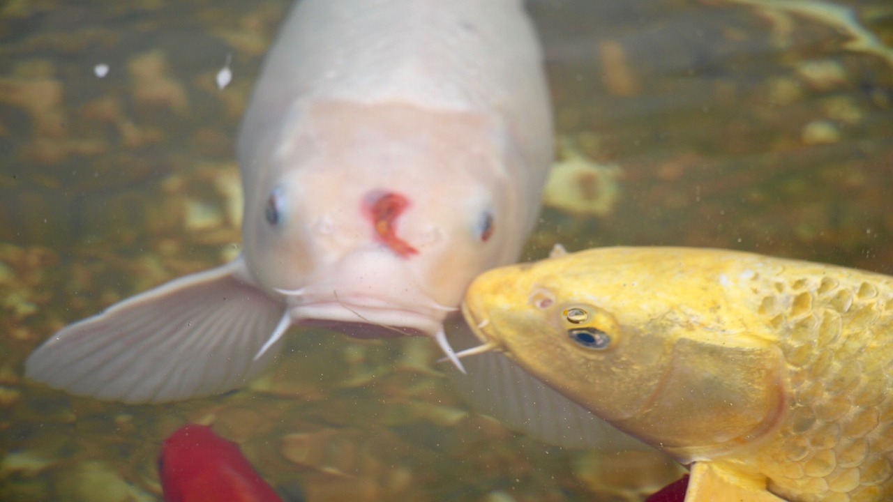Photo of Others in Les Champs-Geraux