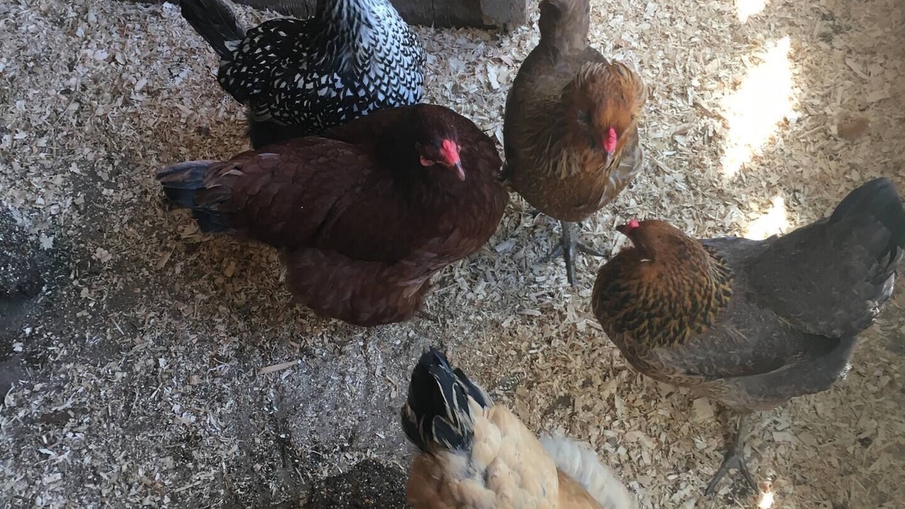 Photo of Others in North Salem