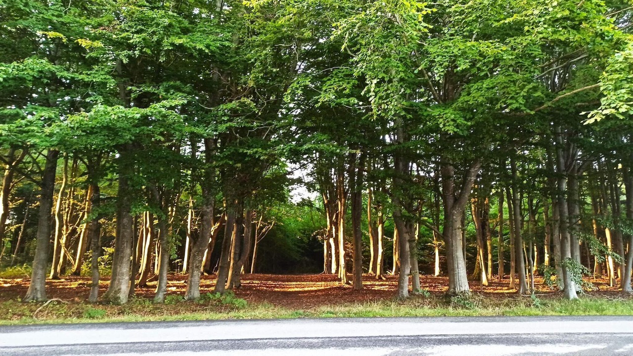 Photo of Others in Vester Hjermitslev