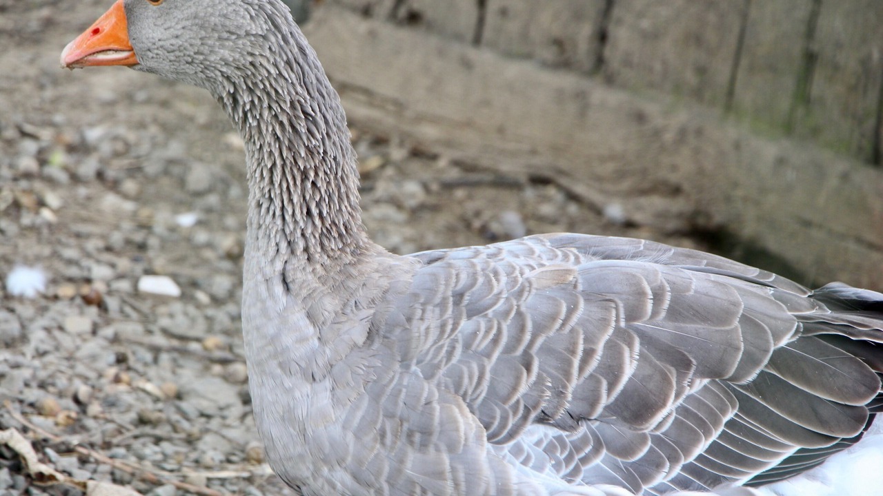 Photo of Others in Les Champs-Geraux