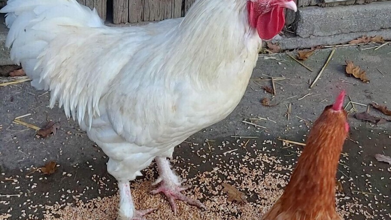 Photo of Others in Les Champs-Geraux