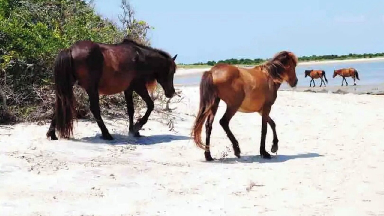Photo of Others in Harkers Island