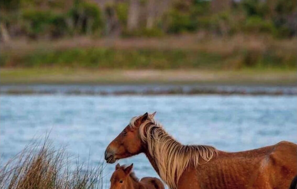 Photo of Others in Harkers Island