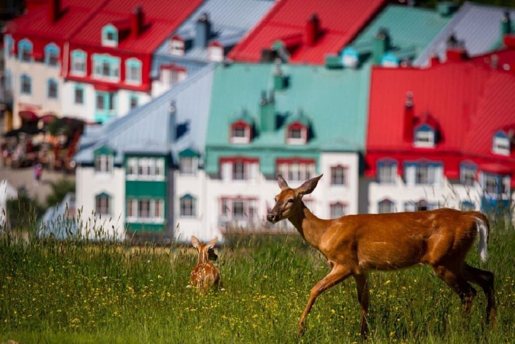 Photo of Others in Mont-Tremblant