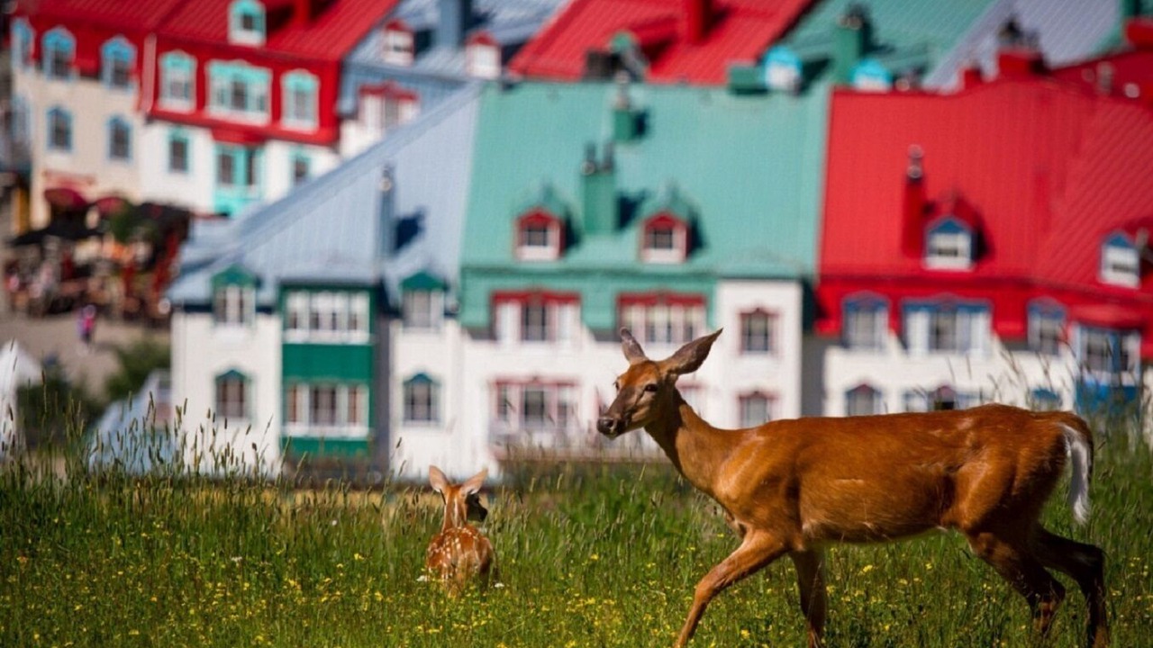 Photo of Others in Mont-Tremblant