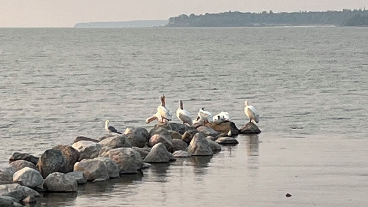 Photo of Others in Lester Beach