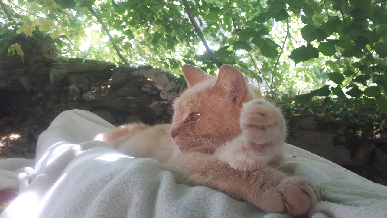 Photo of Others in Yssingeaux