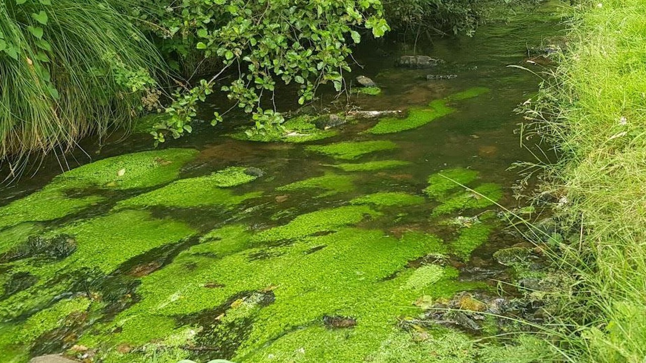 Photo of Others in La Trinite