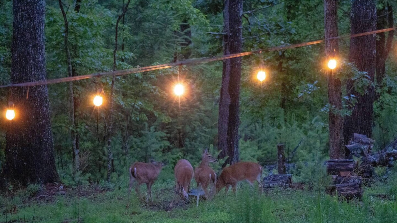 Photo of Others in Ellijay