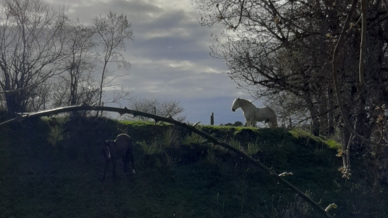 Photo of Others in Ruynes-en-Margeride