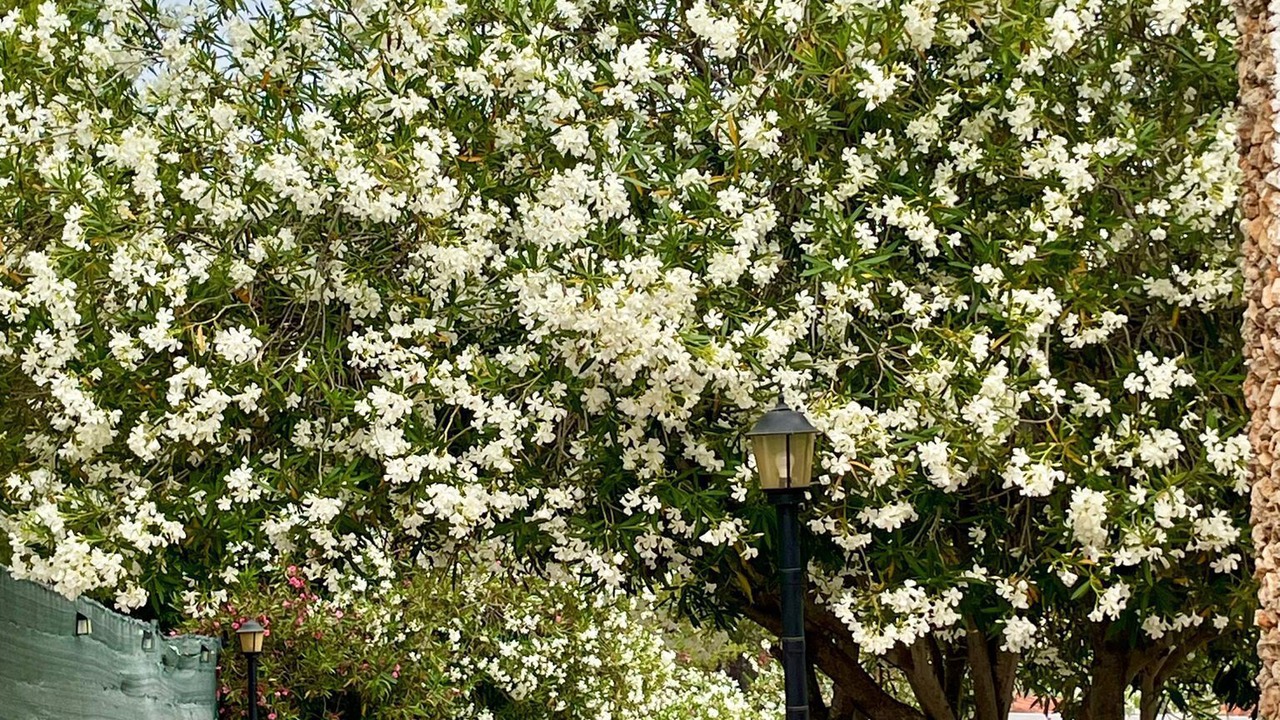 Photo of Outdoor in Carlet