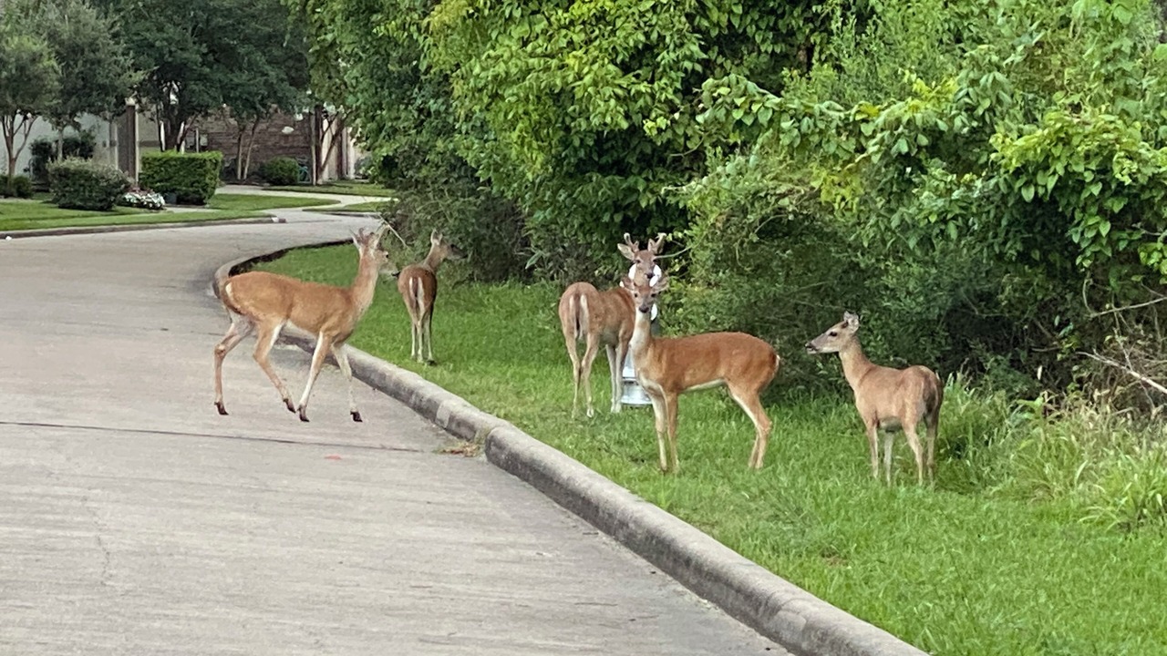 Photo of Others in Missouri City