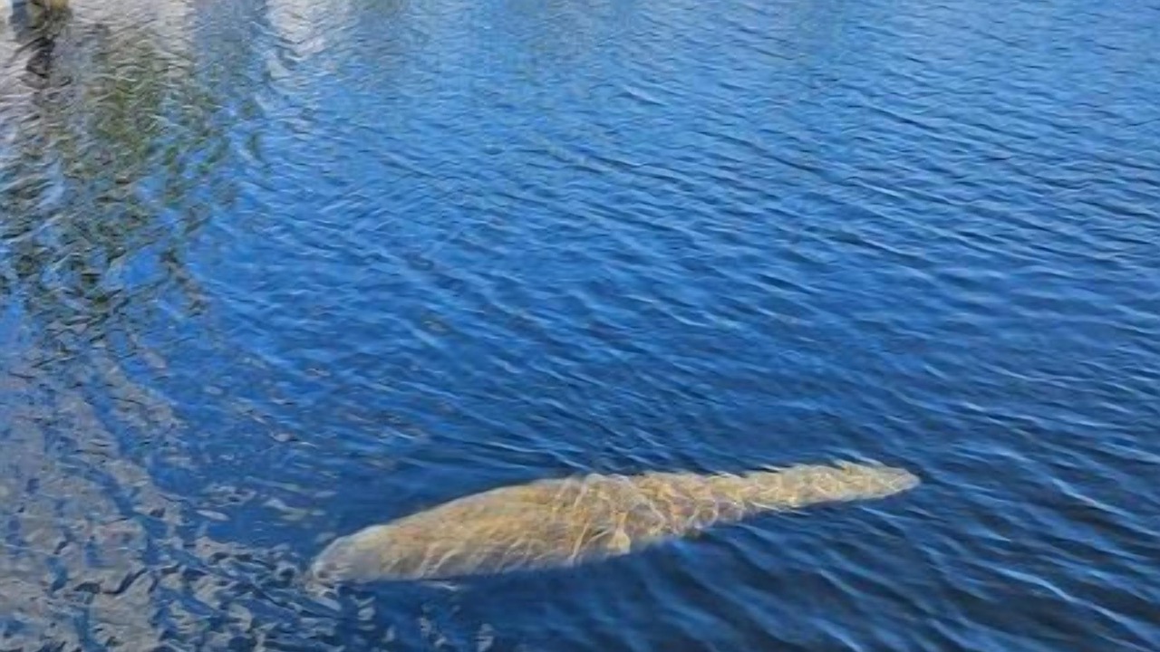 Photo of Others in Key Largo