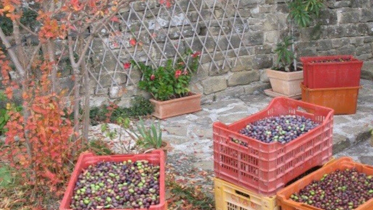 Photo of Outdoor in Groznjan