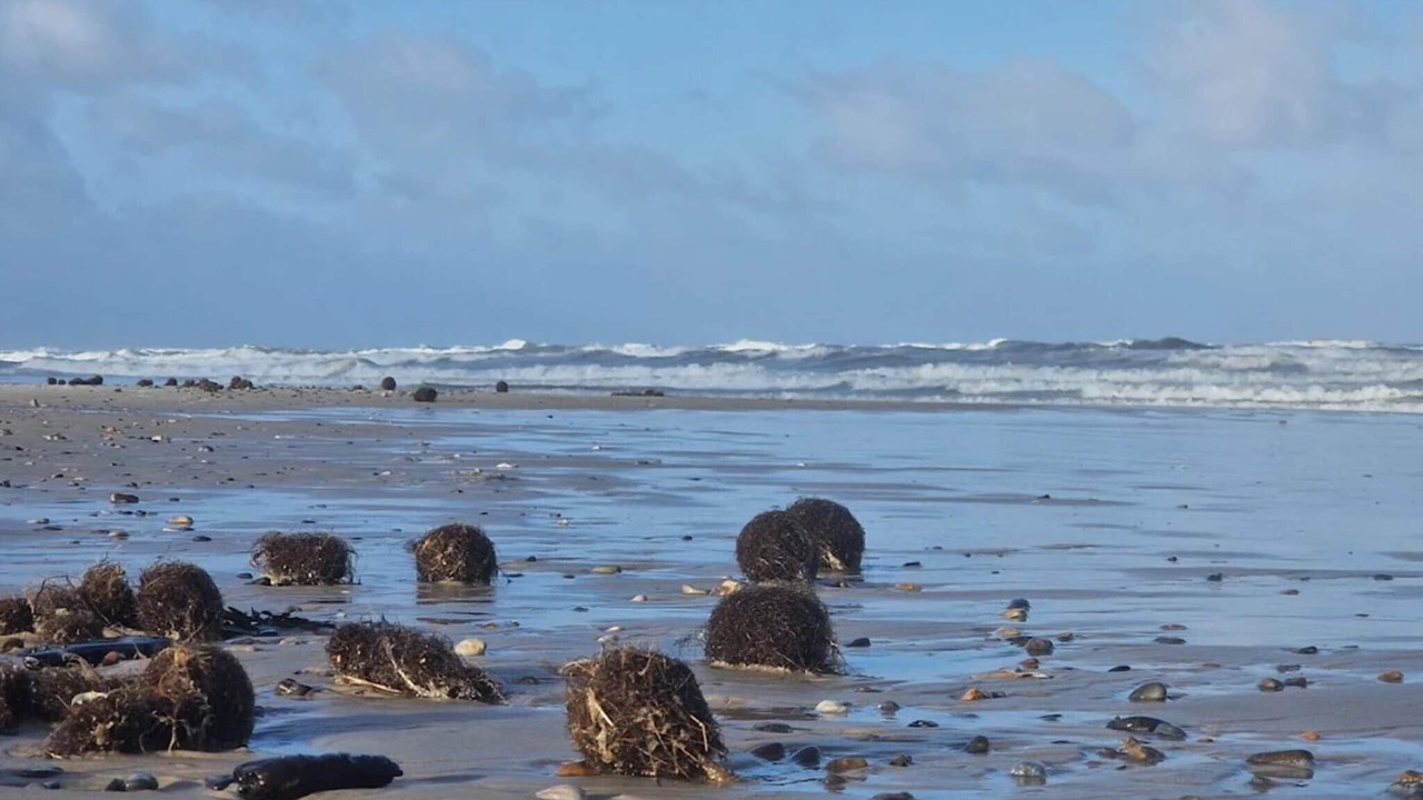 Photo of Others in Henne Strand