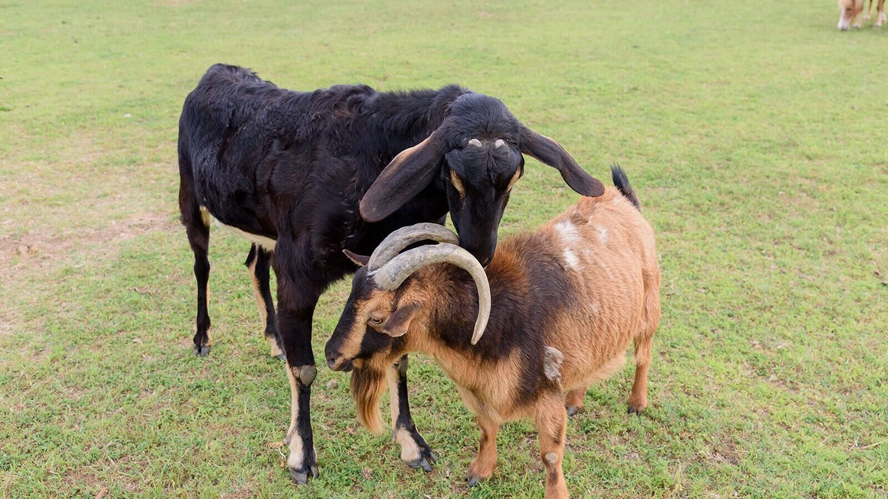 Photo of Others in Bartonville