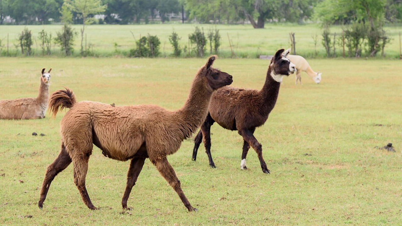 Photo of Others in Bartonville