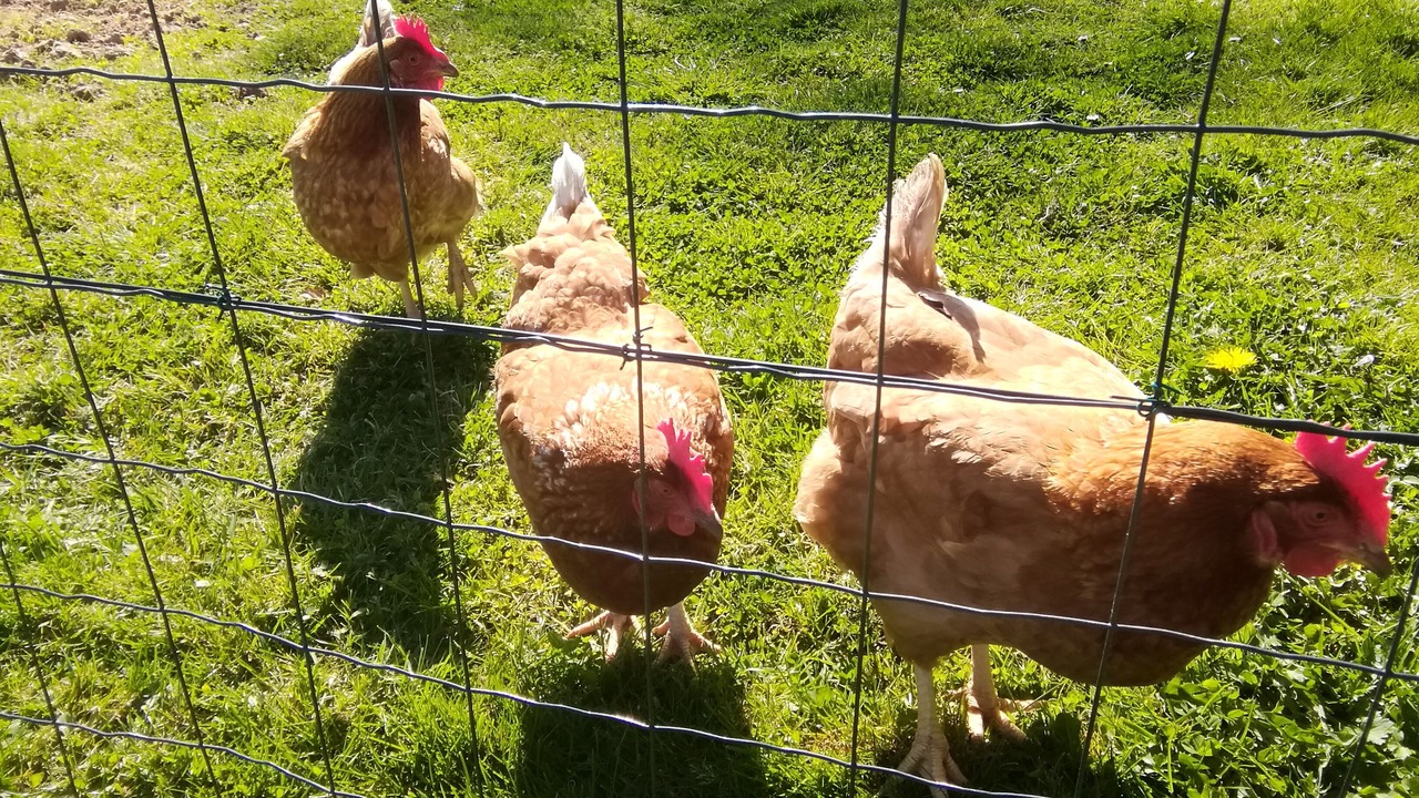 Photo of Others in Saint-Aubin-Routot