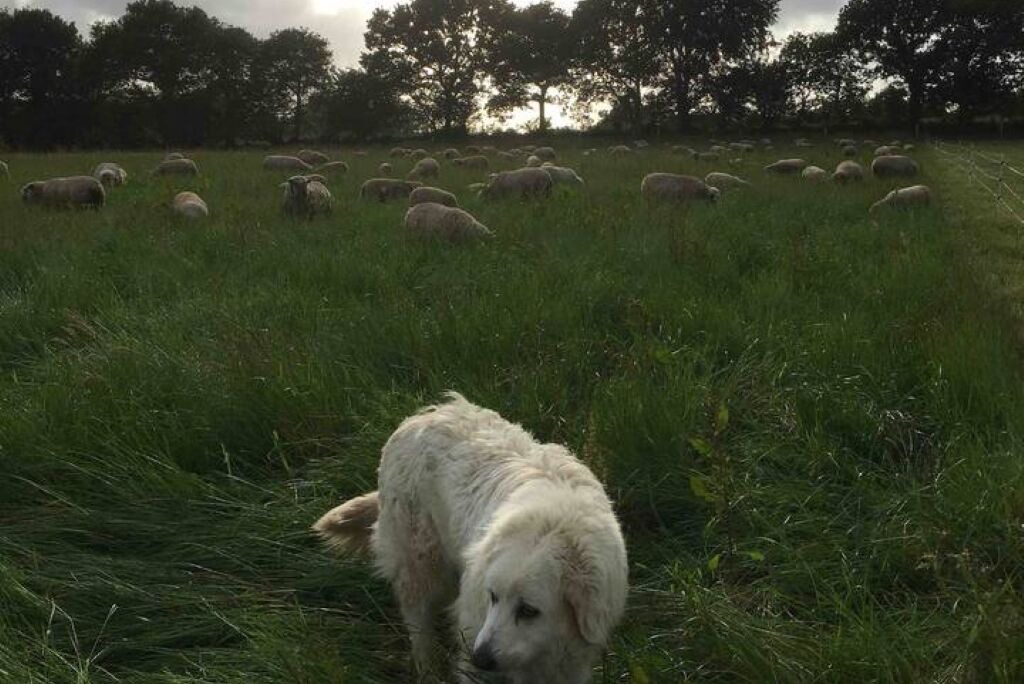 Photo of Others in Plougonven