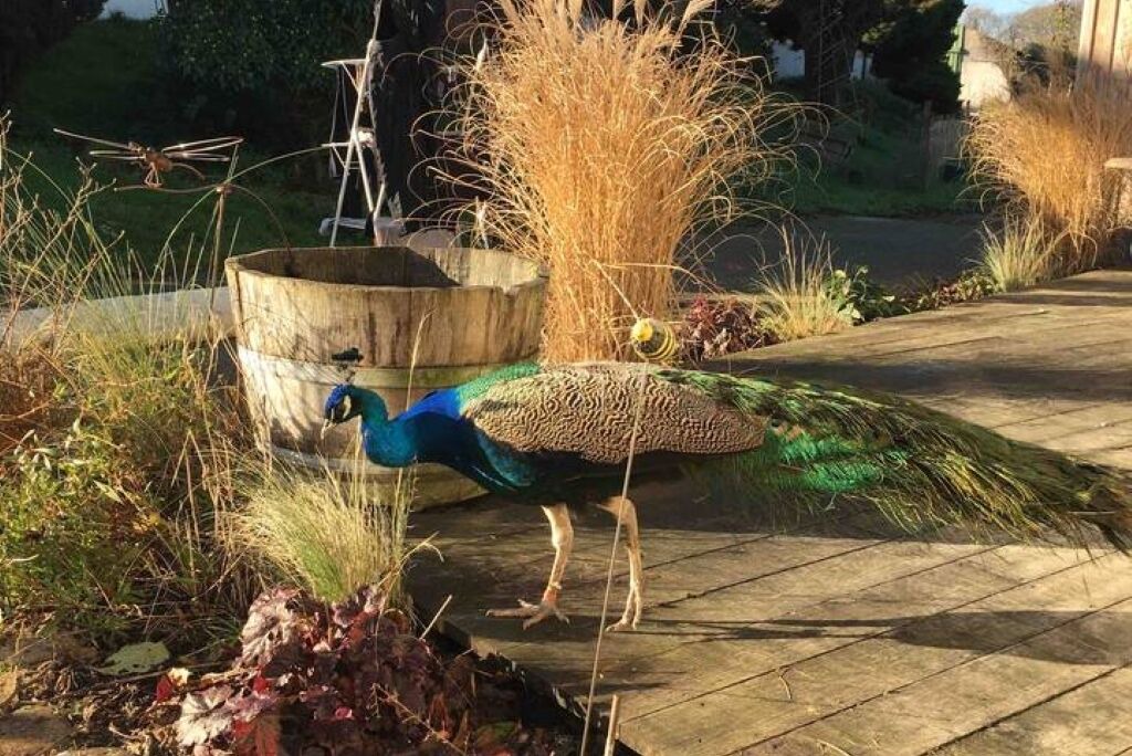 Photo of Others in Plougonven