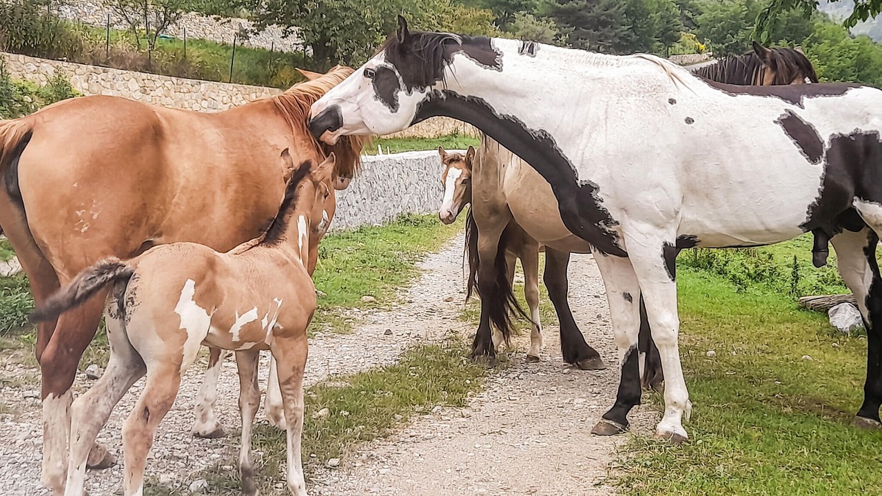 Photo of Others in Bellaffaire