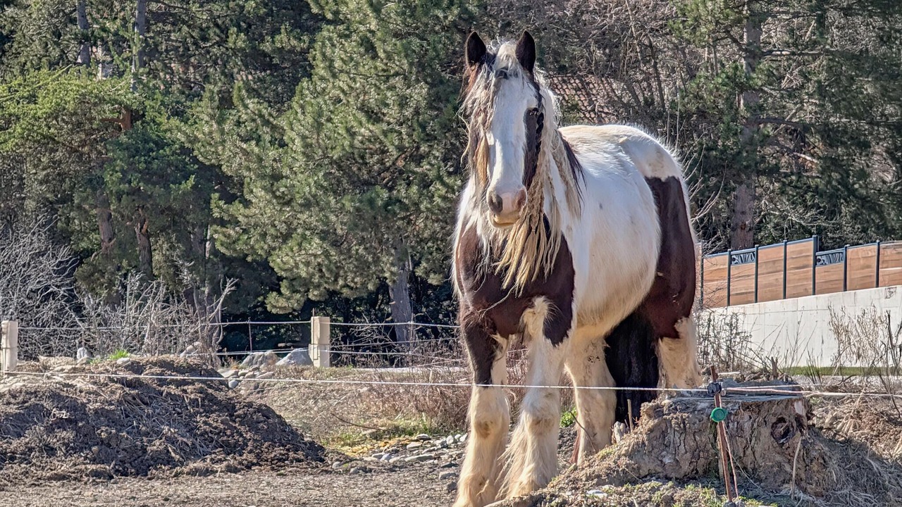 Photo of Others in Bellaffaire