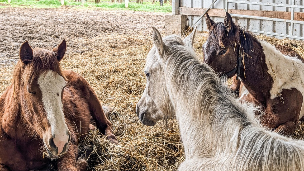 Photo of Others in Bellaffaire